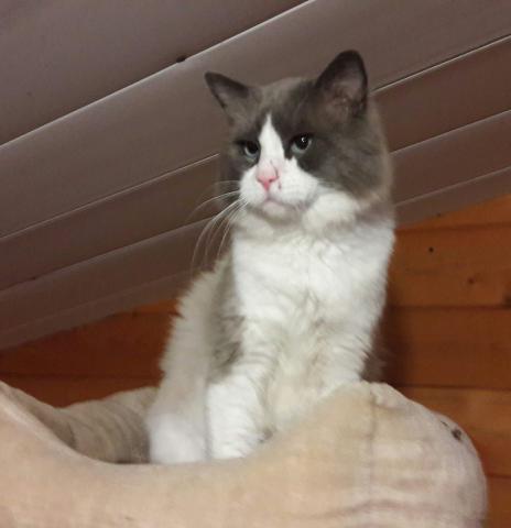 Male ragdoll a vendre