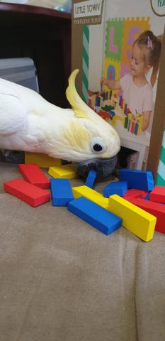 Adorable Perroquet Femelle Cacatoès Huppe  jaune