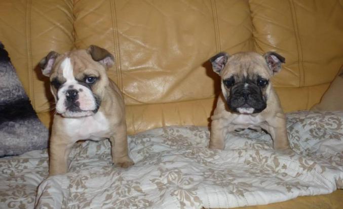 Chiot bouledogue Français à donner