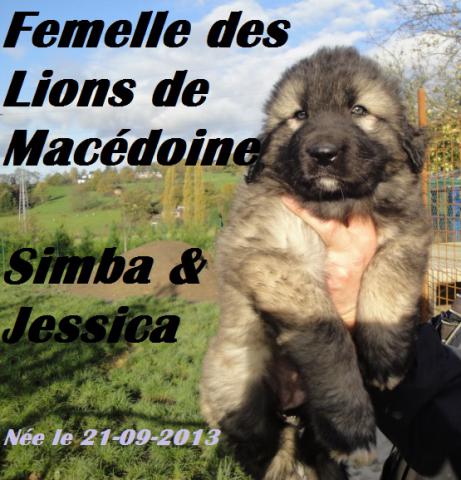 Chien de garde berger yougoslave