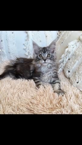 Chaton Maine Coon