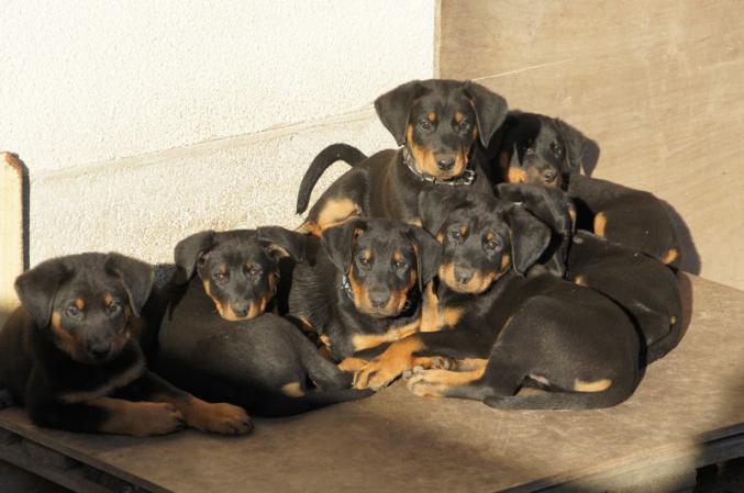 Chiots Berger de Beauce Lof