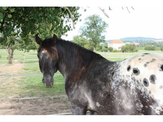 A donner Saillie étalon Appaloosa PP