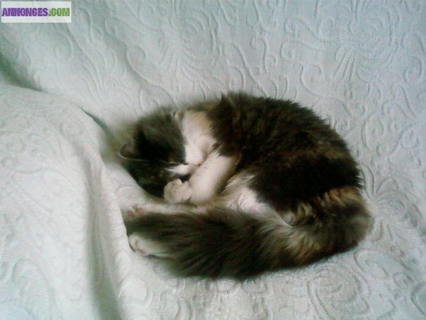 Garde vos animaux sur Marseille !