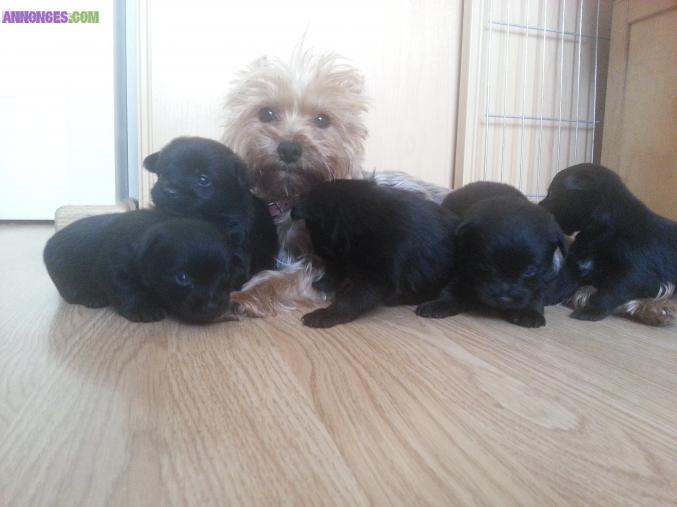Chiots Yorkshire type spitz nain