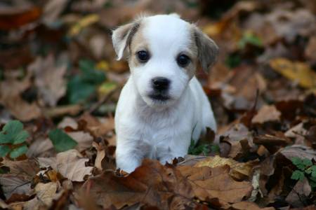 Mignons chiot jack russel