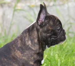 Bouledogues Français  inscrits au LOF