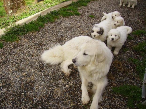 Chiots Montagne Des Pyrenees Non Lof