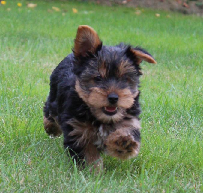2 bébés Yorkshire terrier