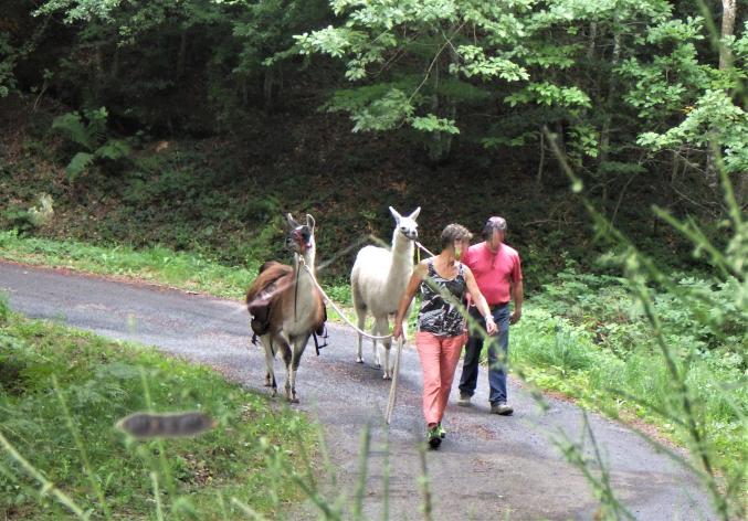 Jeune lama mâle éduqué