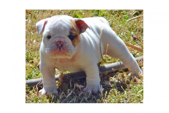 D'apparence Bulldog Anglais non lof 