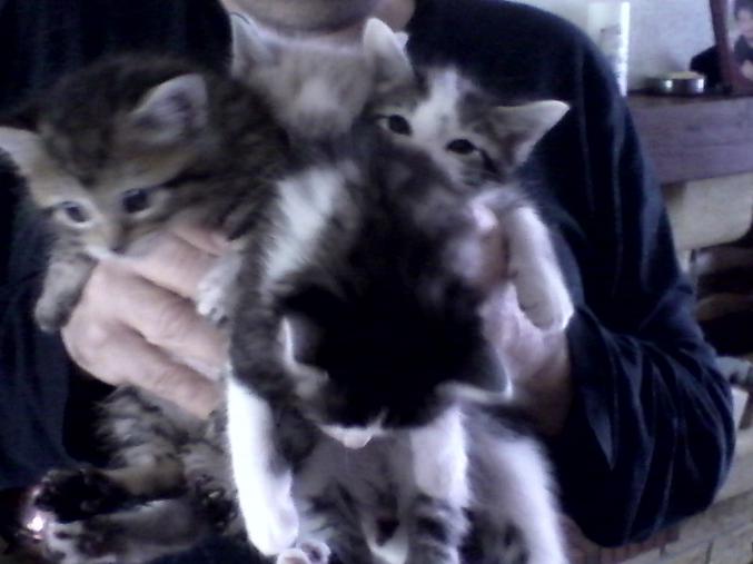 DONNE ADORABLES CHATONS