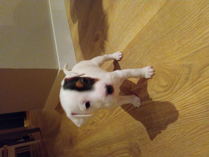 Chiots jack Russell