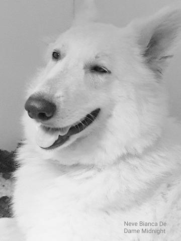 Chiots Berger Blanc Suisse à poils longs LOF