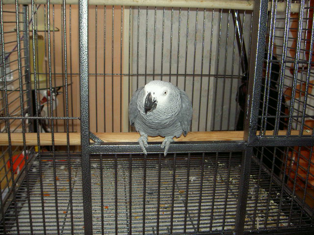 Donne Perroquet Gris du Gabon