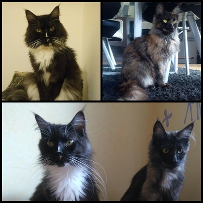 Chatons Maine Coon LOOF