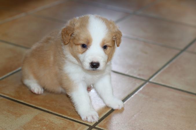 Border collie a adopter