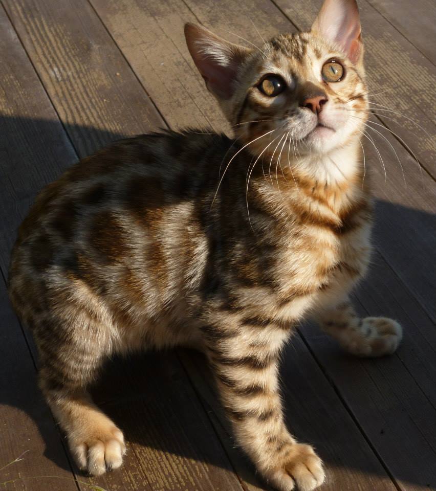 Chaton bengal LOOF