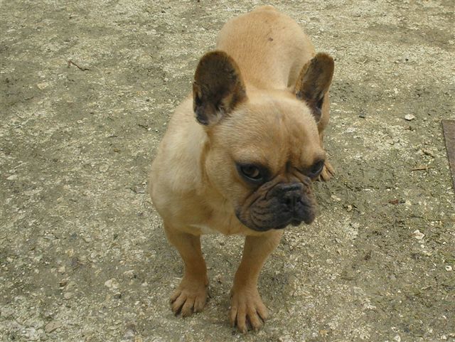 Donne bouledogue français