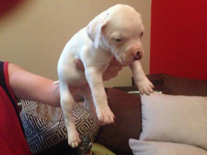 Chiots bouledogue americain standard loba