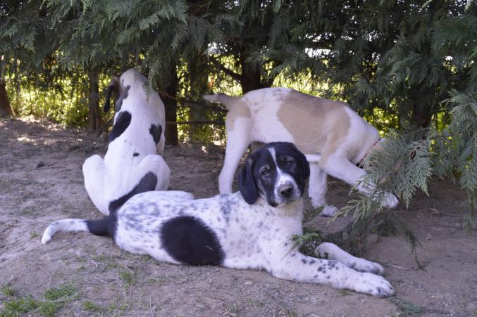 2 Chiots GADO TRANSMONTANO avec pédigré