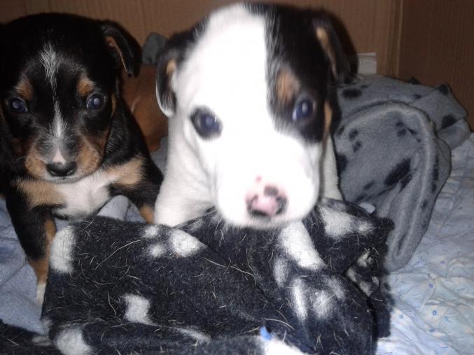 Vend Chiots jack russel fox