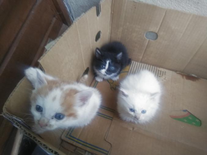 Donne chatons de environ 2 mois