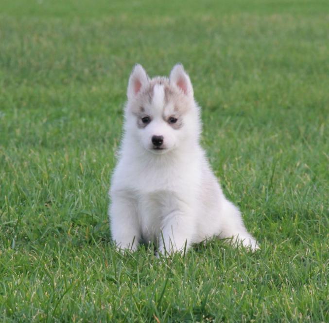 A donnez Chiot Siberian Husky