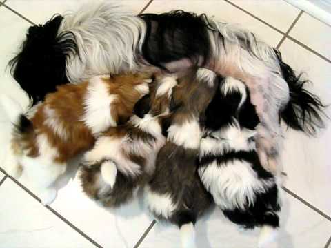 Propose chiots type Shih Tzu NON LOF