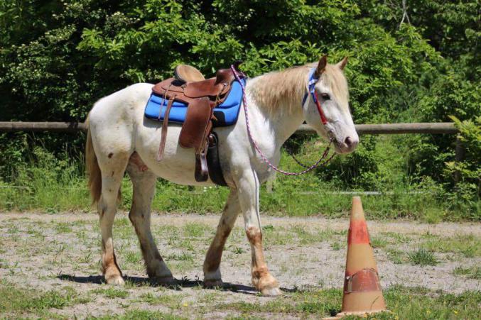 Cheval de randonnée