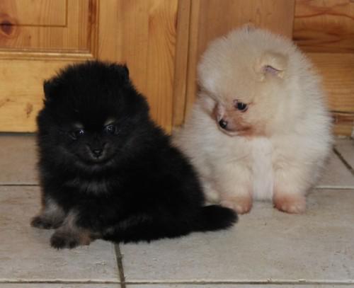 Chiot Spitz Nain Alleamnd , vrais loulou pomeranien