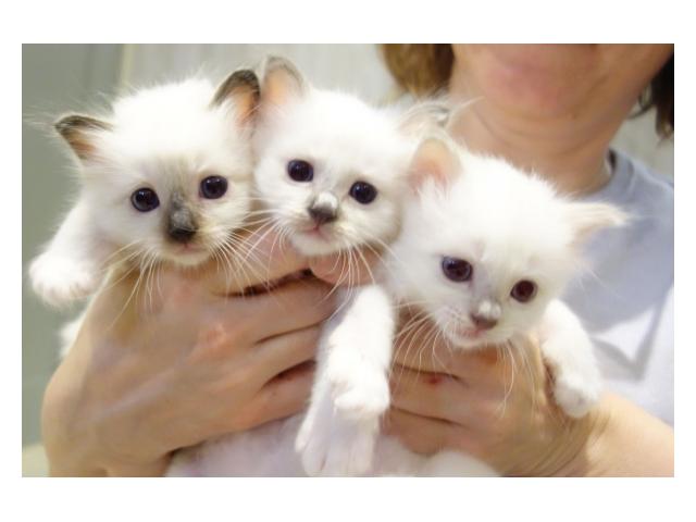 En adoption 3 chatons Sacre de Birmanie