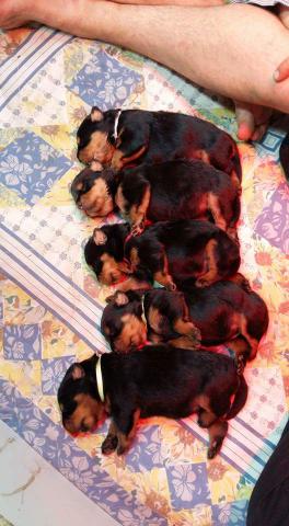 A réserver chiots rottweiler LOF