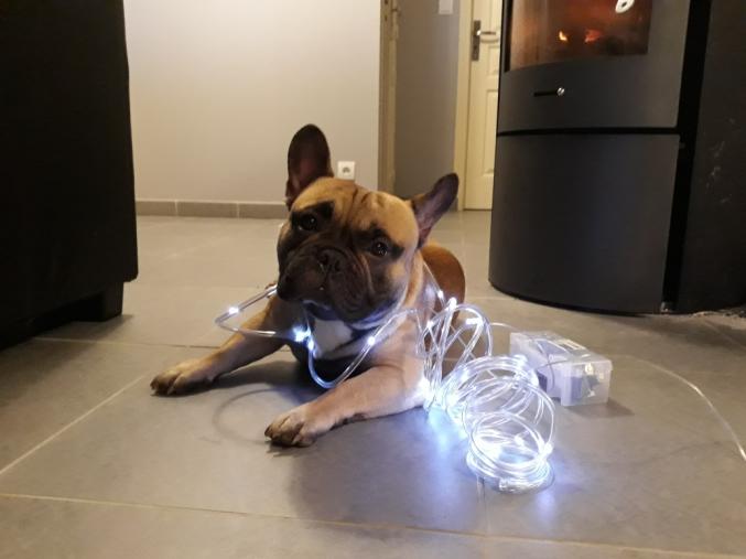 Saillie bouledogue francais