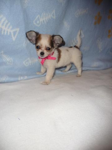 Chihuahua femelle poils longs
