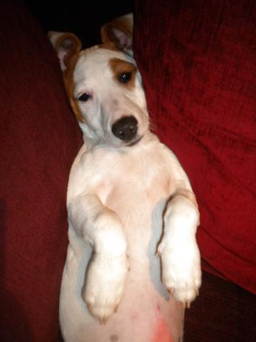 Garde de votre chien