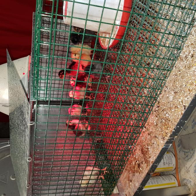 Poussins Divers Races