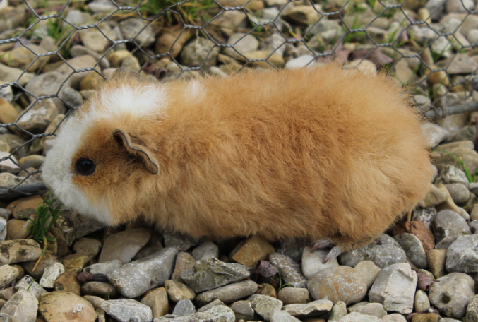 Cochons d'inde US teddy