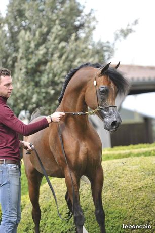 Superbe poulain pur sang arabe pp