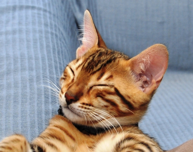 Donne un chat bengal