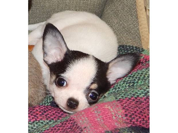 Chiot chihuahua a donner