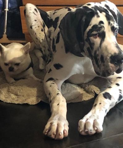 Dogue allemand bringé