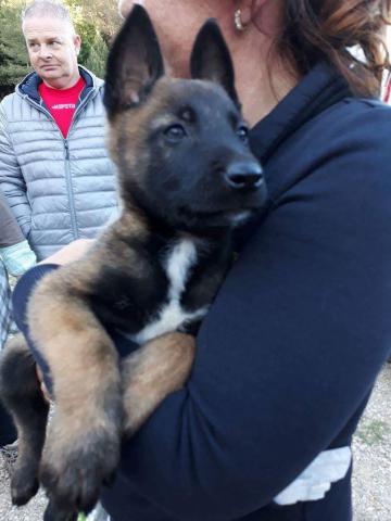 Chiots Berger Belge Malinois à vendre