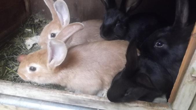 Lapins fermiers