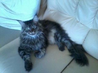 Propose à l'achat chat main-coon