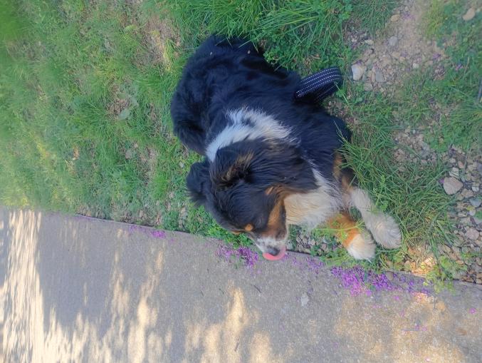 Garde de chiens à mon domicile