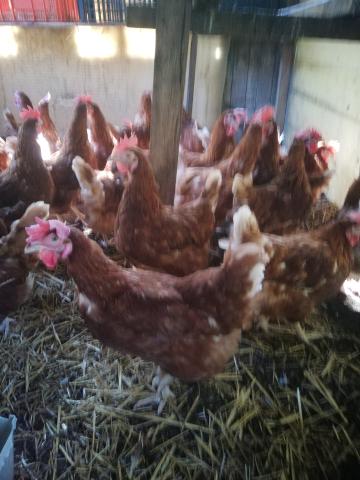 Poules pondeuses
