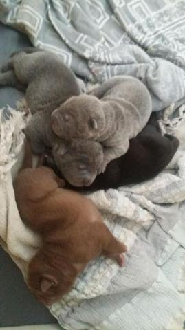 4 chiots d'apparence SHARPEI gris,marron,noir