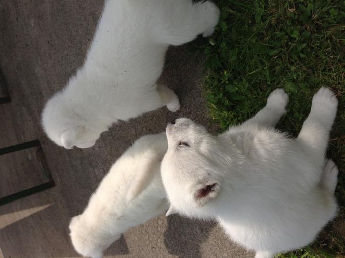Chiots blanc type husky de Sibérie 