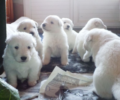 Chiots berger blanc suisse